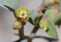 Euphorbia perennans