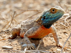Agama aculeata aculeata