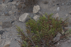 Juniperus deppeana