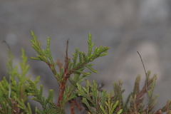 Juniperus deppeana