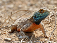 Agama aculeata aculeata
