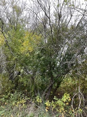 Fraxinus berlandieriana