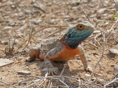 Agama aculeata aculeata