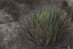 Agave horrida perotensis