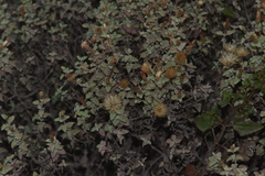 Brickellia veronicifolia