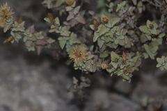 Brickellia veronicifolia