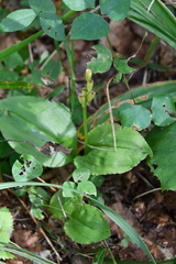 Liparis kumokiri
