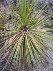 Dasylirion acrotrichum