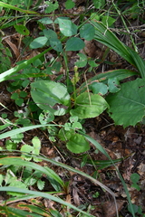 Liparis kumokiri