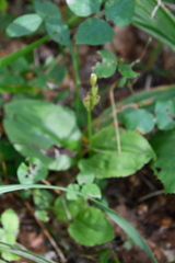 Liparis kumokiri