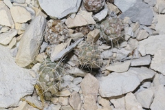 Grusonia aggeria