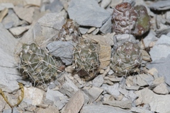 Grusonia aggeria