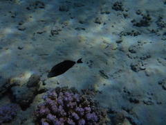 Sufflamen albicaudatum