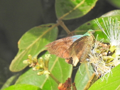 Astraptes fulgerator