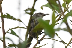 Campylorhynchus turdinus