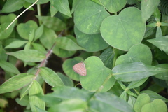 Hermeuptychia canthe