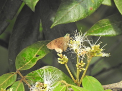 Astraptes fulgerator