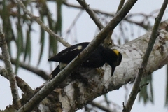 Melanerpes cruentatus