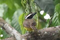 Megarynchus pitangua