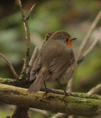 Erithacus rubecula