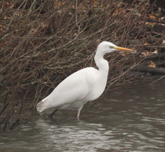Ardea alba