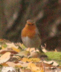 Erithacus rubecula