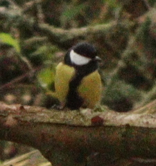 Parus major
