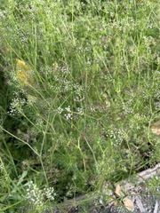 Cyclospermum leptophyllum