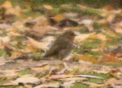 Erithacus rubecula
