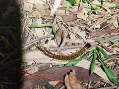 Scolopendra cingulata