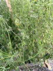 Cyclospermum leptophyllum