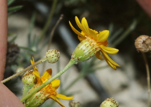 Thymophylla pentachaeta var. puberula