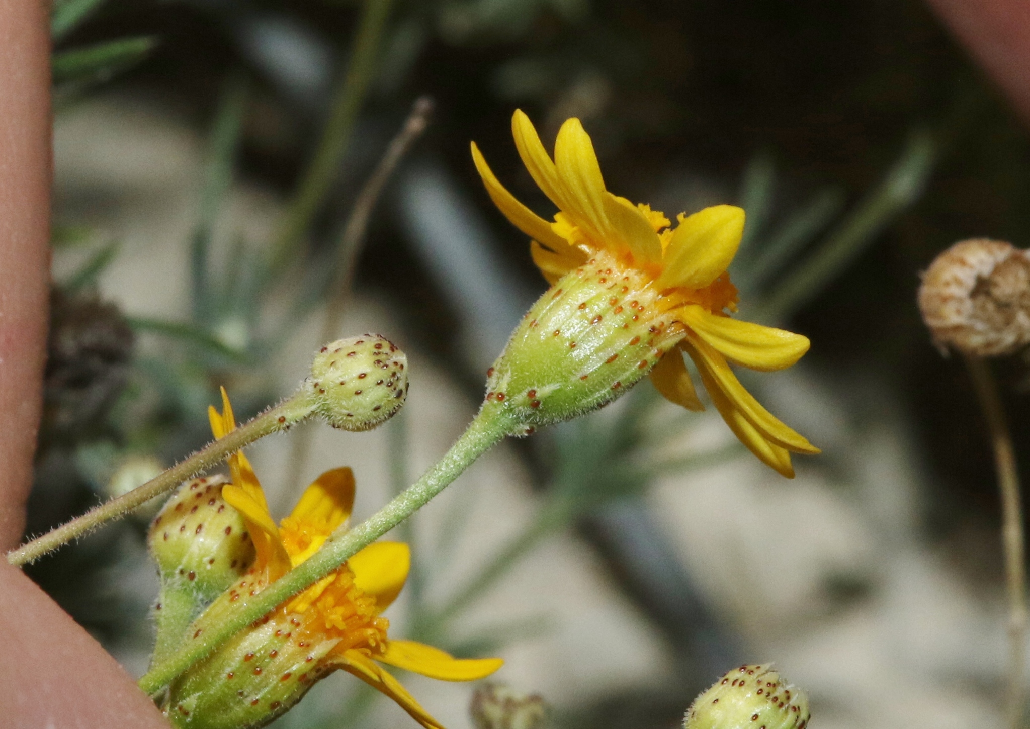 Thymophylla pentachaeta var. puberula
