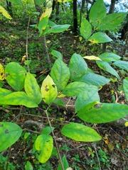 Calycanthus floridus