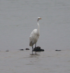 Ardea alba