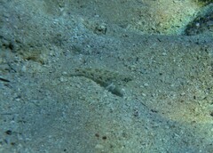 Istigobius
