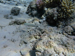 Parapercis hexophtalma