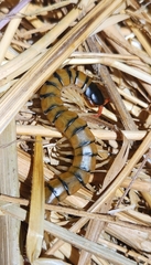 Scolopendra cingulata