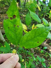 Calycanthus floridus