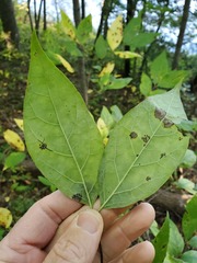 Calycanthus floridus