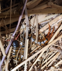 Scolopendra cingulata