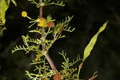 Vachellia schottii
