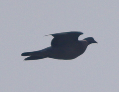 Columba palumbus