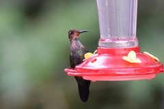 Heliodoxa leadbeateri