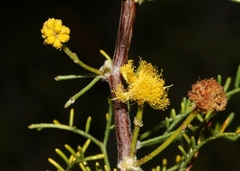 Vachellia schottii