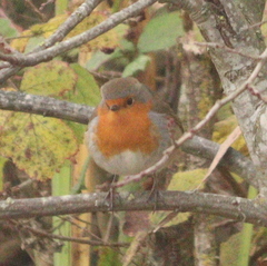 Erithacus rubecula