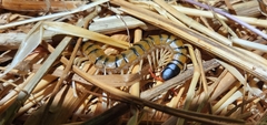 Scolopendra cingulata
