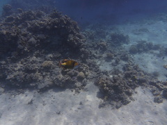 Balistoides viridescens