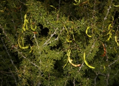 Vachellia schottii