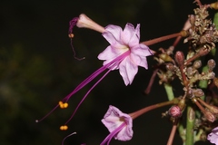 Anulocaulis leiosolenus